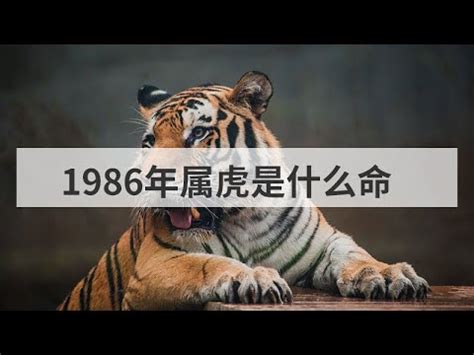 1986年是什麼虎